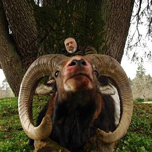 France Hunting Mouflon