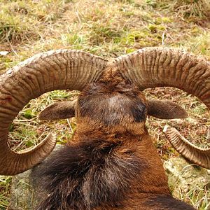 Hunting Mouflon France