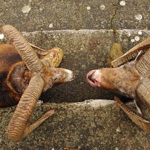 France Hunt Mouflon