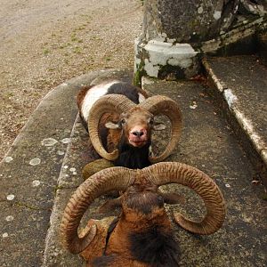 Mouflon Hunting in France