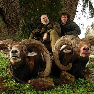 Hunt Mouflon France