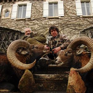 France Hunting Mouflon