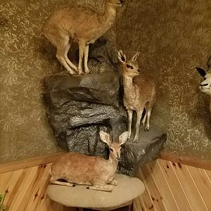 Klipspringer & Duiker Full Mount Taxidermy