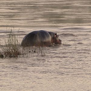 Hippo Zambia