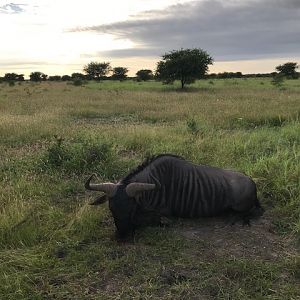 South Africa Hunt 24.5" Inch Blue Wildebeest