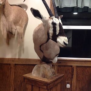 Gemsbok Shoulder Mount Taxidermy