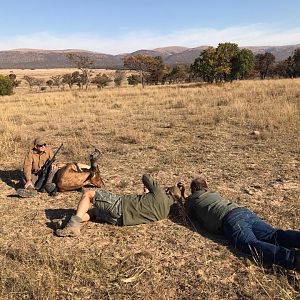 Red Hartebeest Hunting South Africa