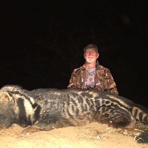 African Civet Cat Hunting South Africa