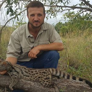 Hunt Genet Cat in South Africa