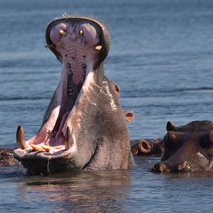 Hippo South Africa