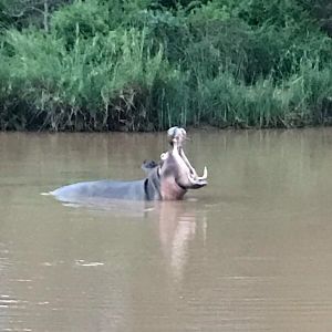 Hippo South Africa