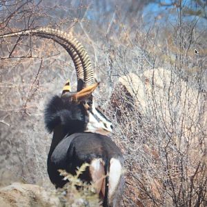 Sable Antelope South Africa