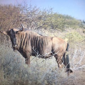 Blue Wildebeest South Africa