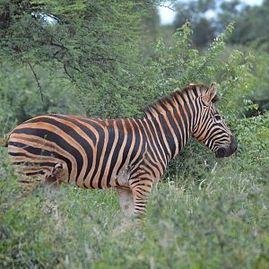 Burchell's Plain Zebra South Africa