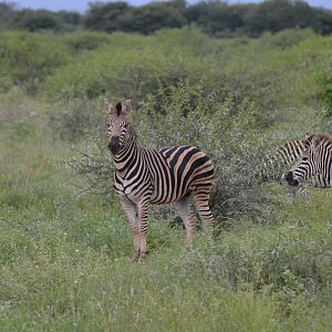 Burchell's Plain Zebra South Africa