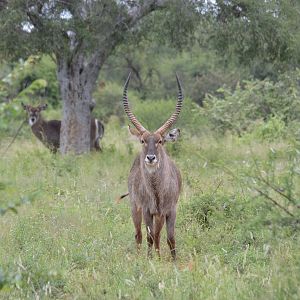 Waterbuck South Africa