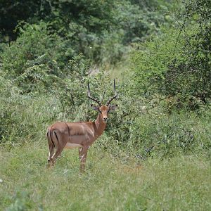 Impala South Africa