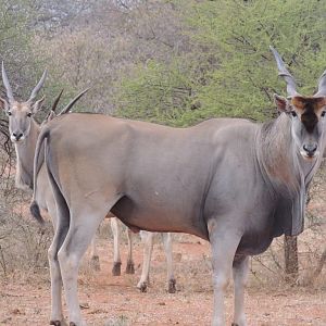 Eland South Africa