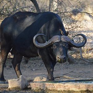 Cape Buffalo South Africa