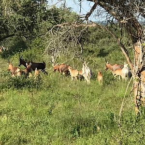 Blesbok South Africa