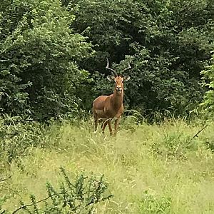 Impala South Africa