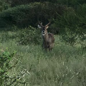 Waterbuck South Africa