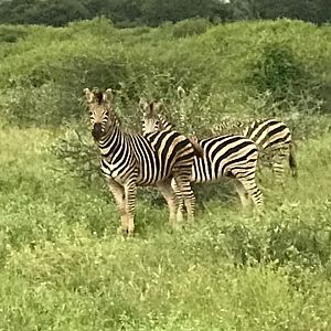 Burchell's Plain Zebra South Africa