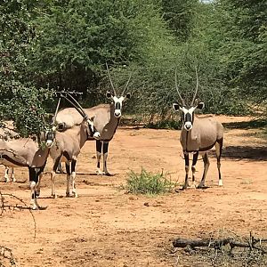 Gemsbok South Africa