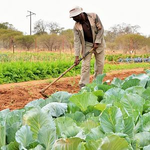 Our Organic Garden South Africa