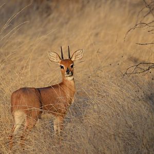 Steenbok South Africa