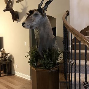 Eland Shoulder Mount Pedestal Taxidermy