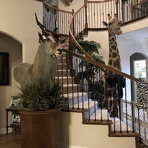 Eland Shoulder Mount Pedestal Taxidermy