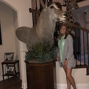 Eland Shoulder Mount Pedestal Taxidermy