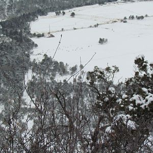 USA Colorado Hunting Mountain Lion