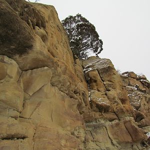 Hunt Mountain Lion Colorado USA