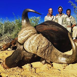 Cape Buffalo Hunting in South Africa