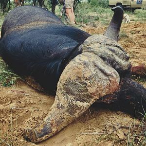 Hunt Buffalo South Africa