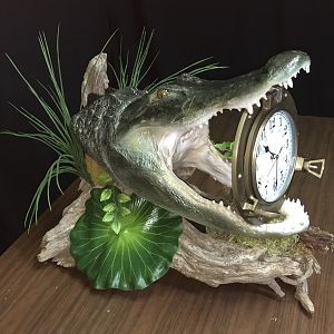 Alligator Taxidermy