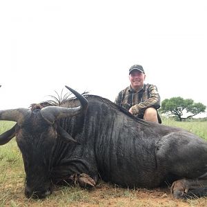 Blue Wildebeest Hunting in South Africa