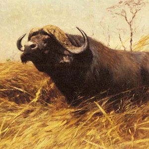 Buffalo