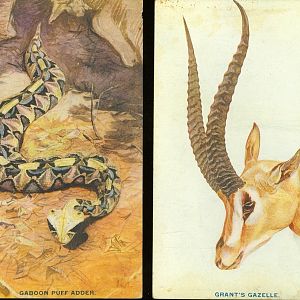 Gaboon puffadder & Grants Gazelle