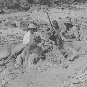 Lion Hunting