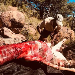 South Africa Hunt Kudu