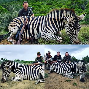 Burchell's Plain Zebra Hunt in South Africa