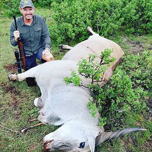 Hunting Eland South Africa