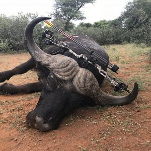 Bow Hunting Cape Buffalo South Africa