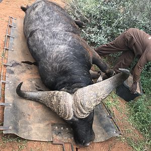 South Africa Bow Hunt Cape Buffalo