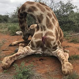 Crossbow Hunt Giraffe South Africa