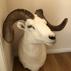 Dall Sheep Shoulder Mount Taxidermy