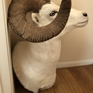 Dall Sheep Shoulder Mount Taxidermy